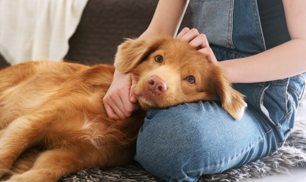Texas A&M Team Finds Cattle Feed Additive Can Cause Heart Damage In Dogs
