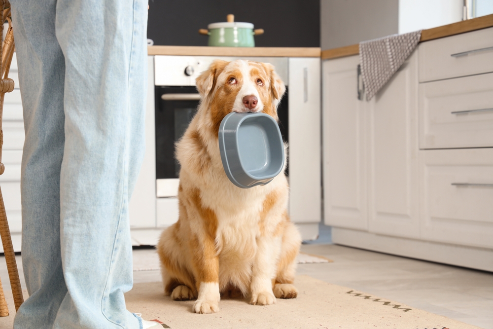 Young,Woman,And,Cute,Australian,Shepherd,Dog,With,Empty,Bowl