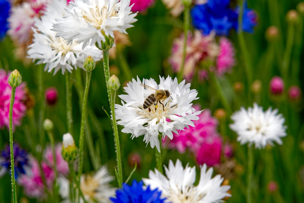 Close Up,Of,Beautiful,White,,Pink.,Blue,And,Purple,Cornflowers,With