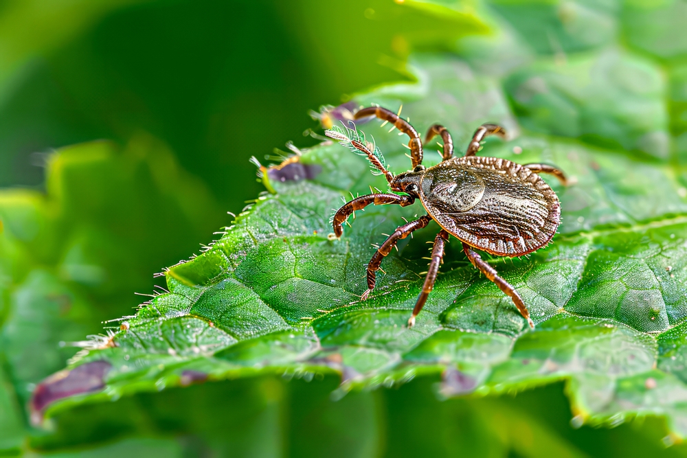 Tick-Borne Disease Babesiosis Spreads to Mid-Atlantic Region