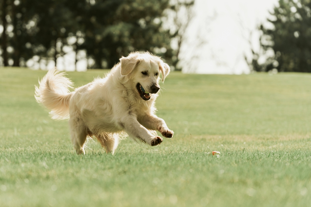 Golden,Retriever,Plays,With,A,Ball.a,Beautiful,Dog,Walks,In