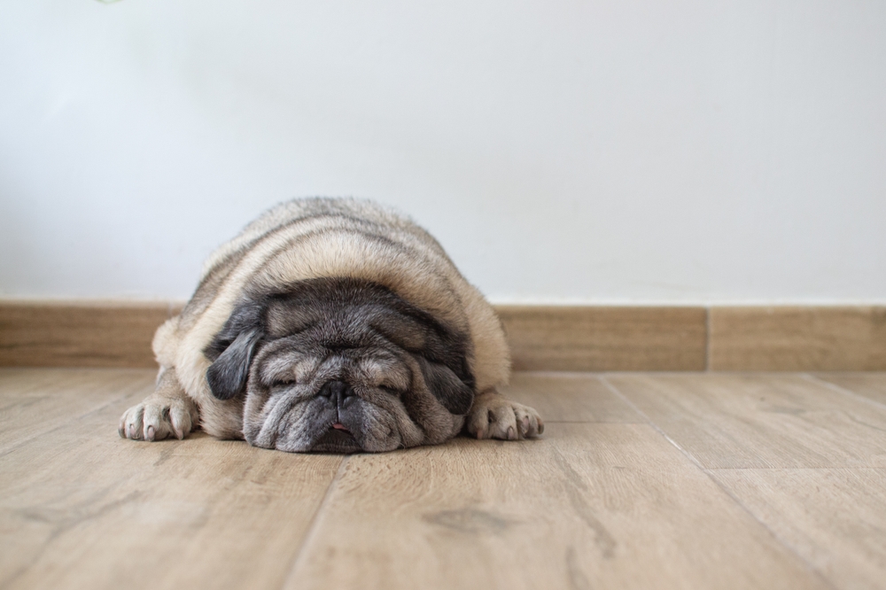 Old,Fat,Pug,Dog,Sleeping,On,The,Living,Room,Floor