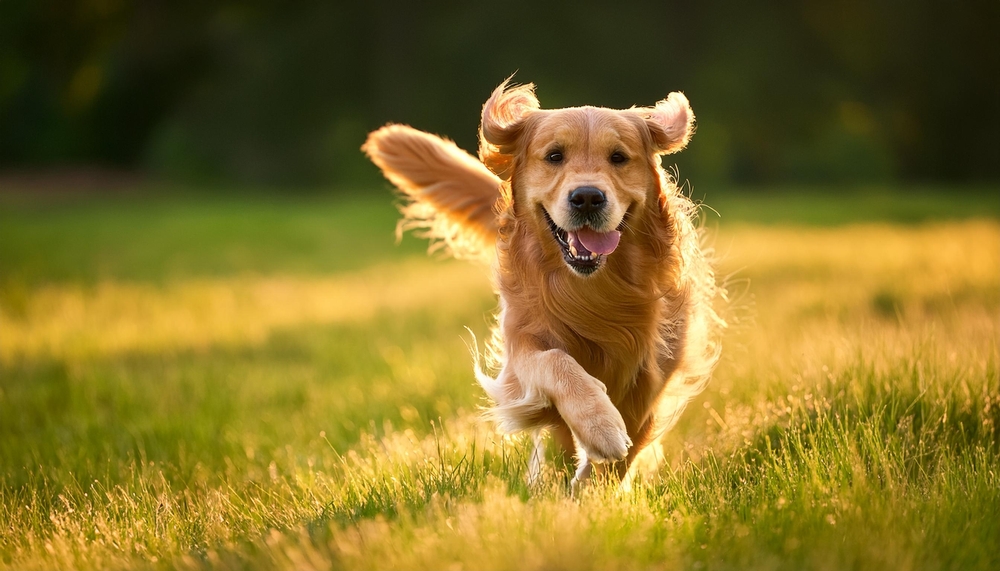 Study Links Relative Brain Volume to Temperament in Diverse Dog Breeds