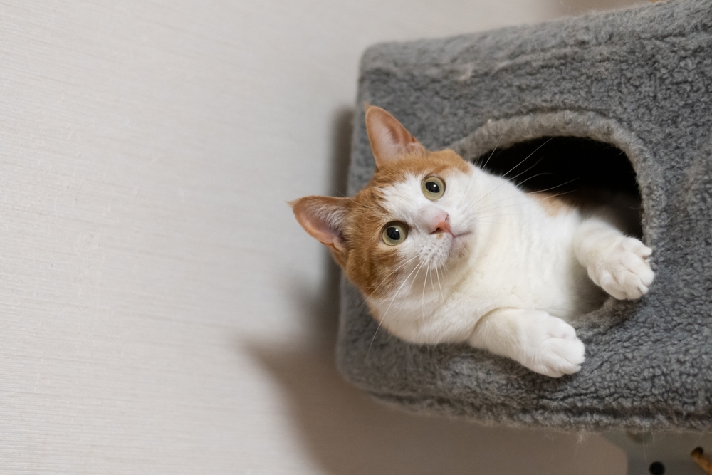 What Makes Some Cat Foods Irresistible To Our Finicky Felines?