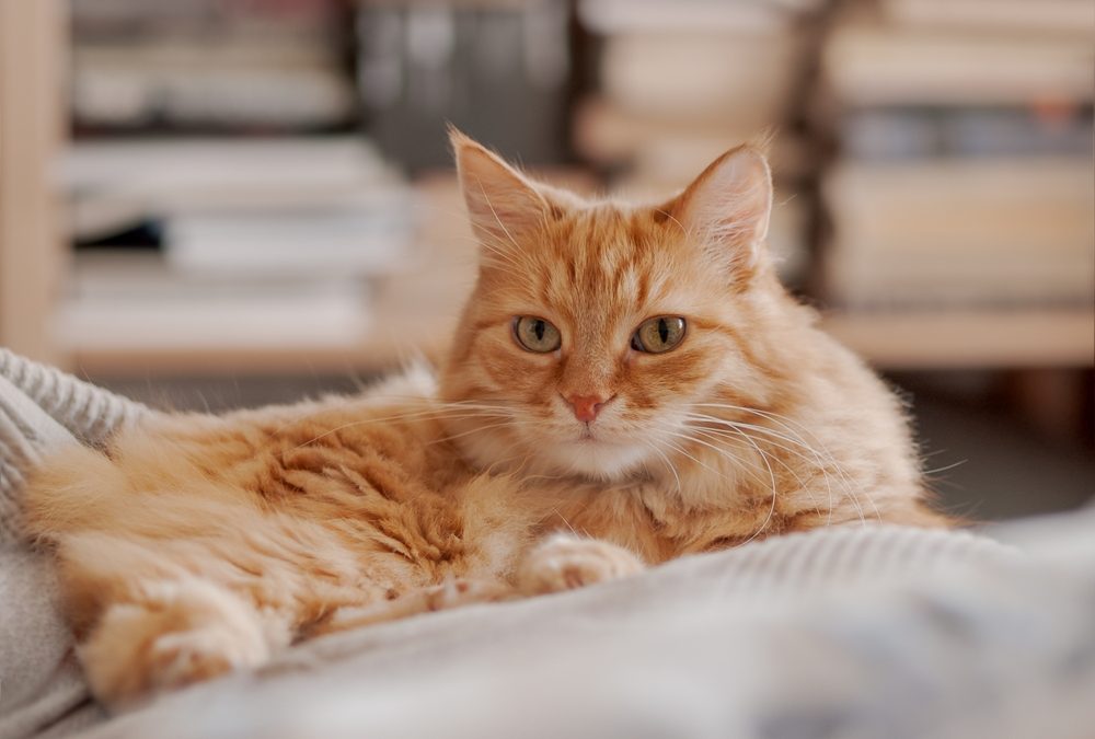 Ginger,Cat,Sleeps,On,Pile,Of,Textile,Duvets.,Fluffy,Pet