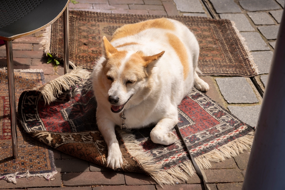 Obese,Dog,Lying,On,A,Carpet,Being,Large,And,Tired,