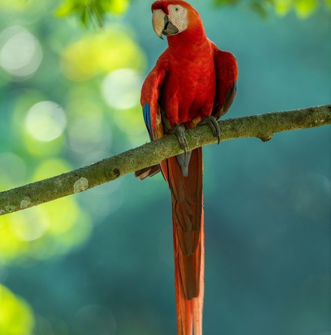 Why Do Scarlet Macaws Neglect Their Youngest Chicks?