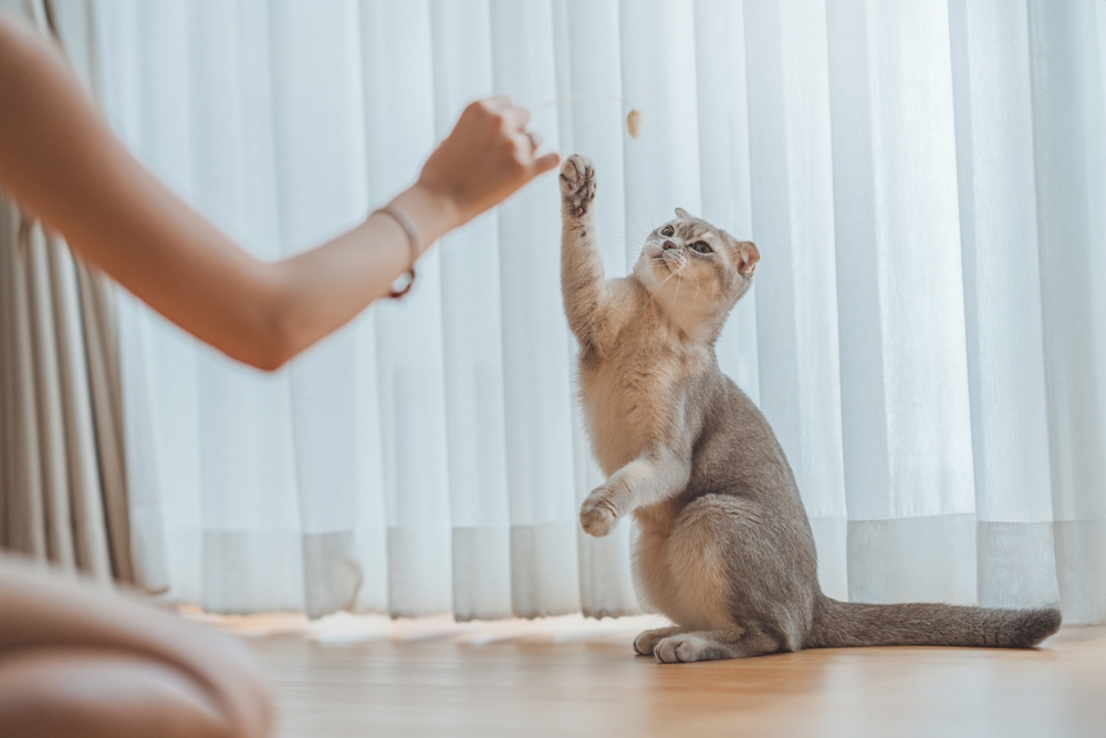 Most, But Not All, Dogs Play Fetch, While Cats Do So More Often Than Thought