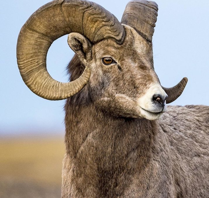 Disease Outbreak Hits John Day River Bighorn Sheep Population