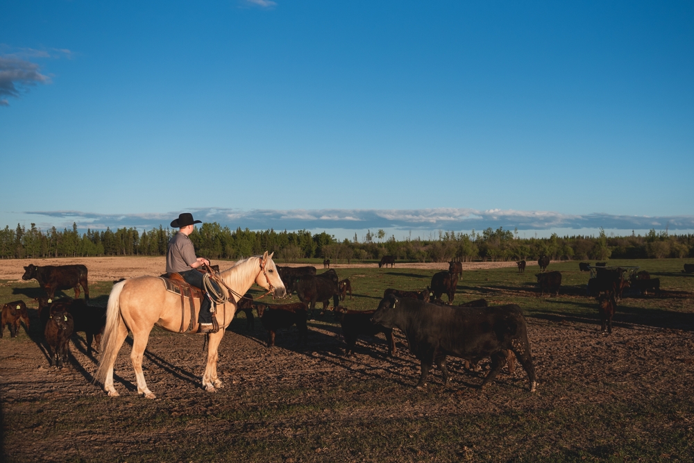 Alberta Town Takes DIY Approach to Tackle Long-Standing Livestock Vet Shortage