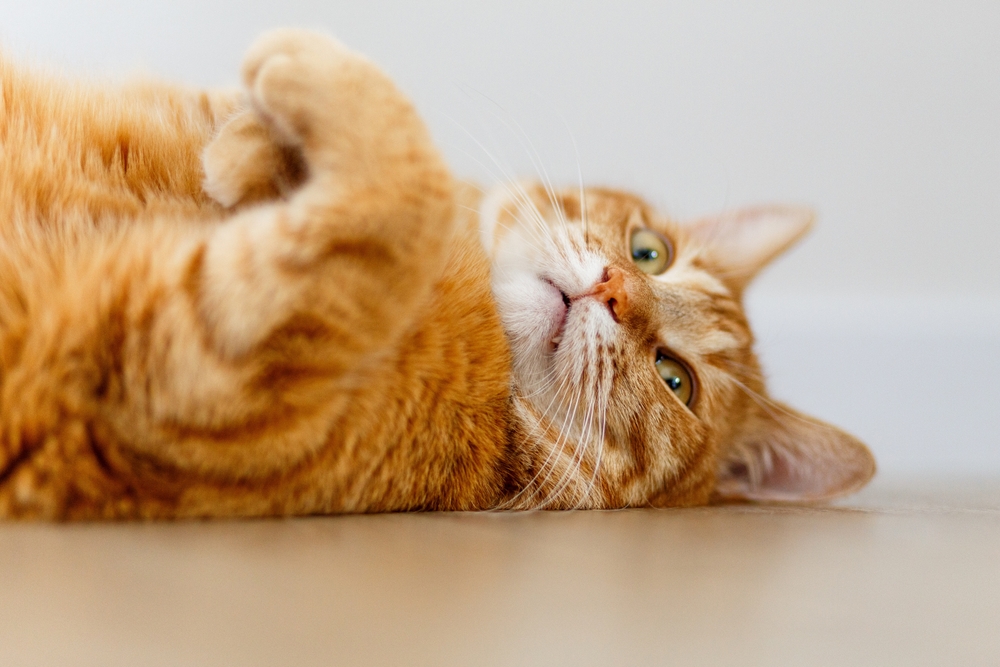 Decades-Long Mystery Of Ginger Cats Revealed