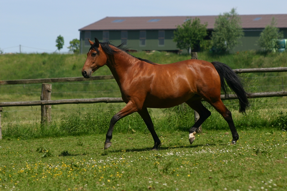 Trakehner,Horse,Trotting,On,Meadow