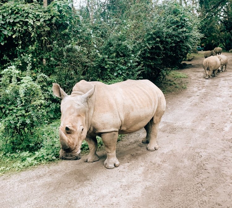 Disney Parks Officials Thank UF Veterinarians for Helping Kendi the Rhino