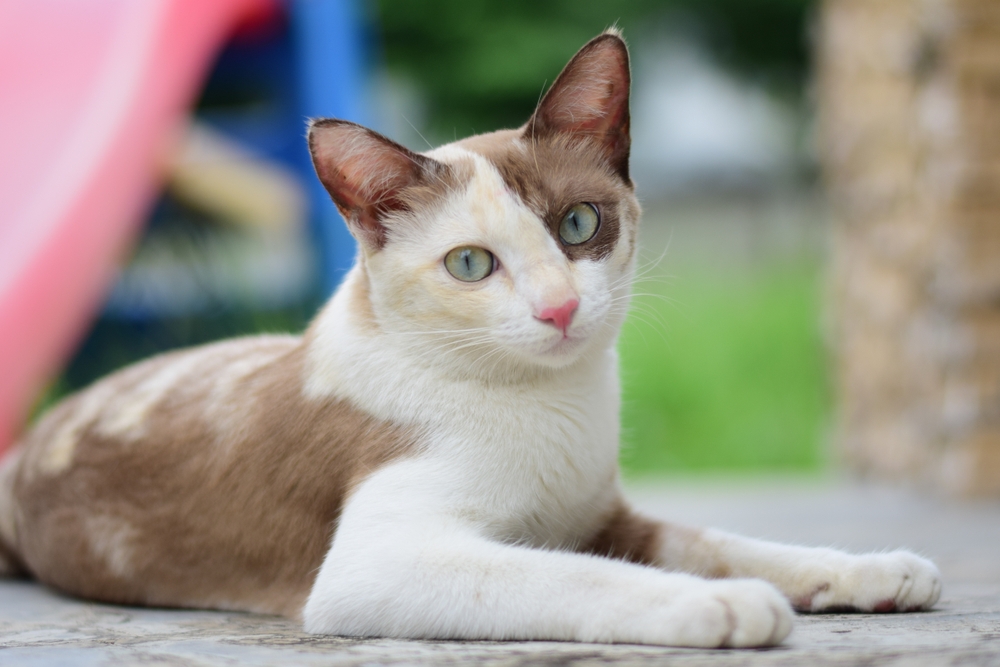 The Cat Care Gap: Why the Pet Industry Still Isn’t Built for Cats