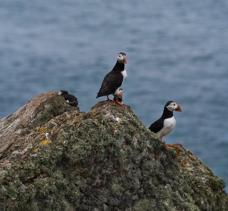 It’s ‘Throw a Baby Puffin Off a Cliff’ Season in Iceland