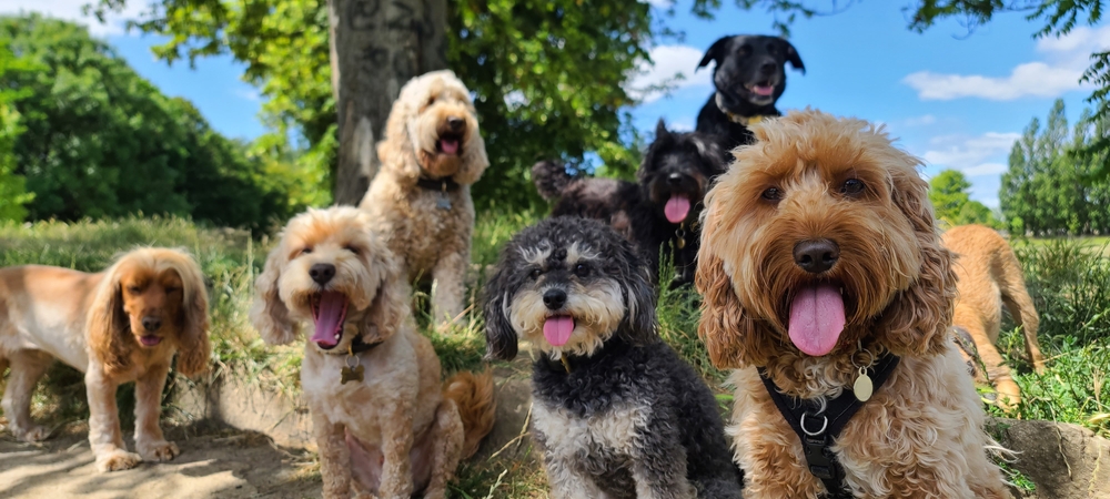Veterinary Services in the US Report, 5th Edition: Competing for the Pet Care Customer