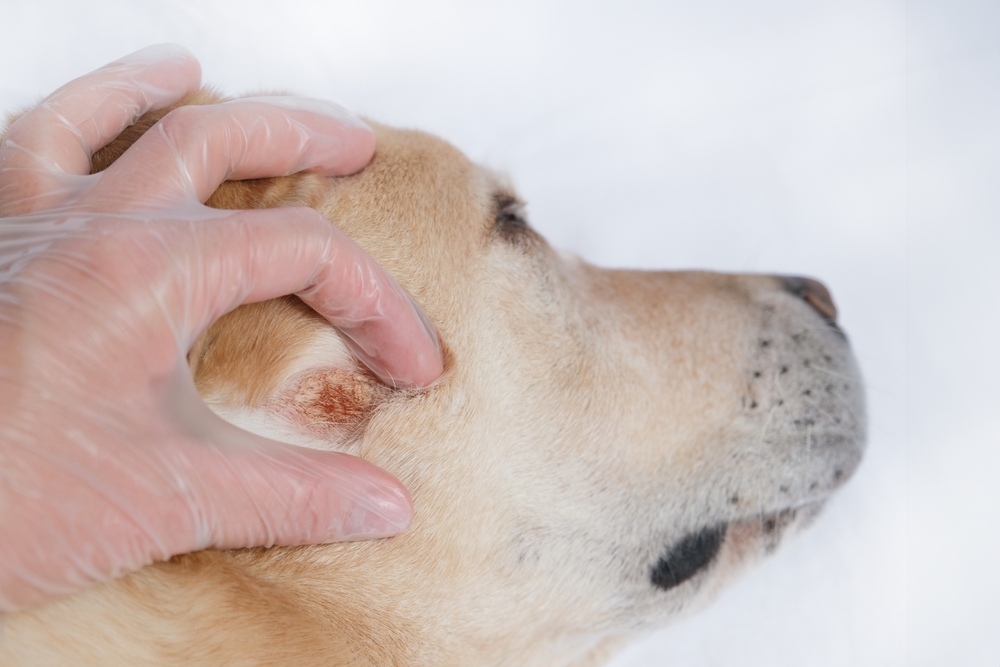 The Complex Relationship Between Canine Skin Disease and Behavioral Change