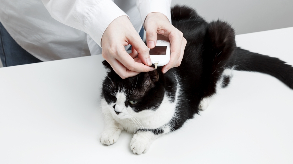 AAHA Updates Canine Diabetes Management Guidelines