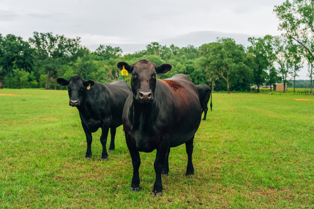 Australia Relaxes Curbs on US Beef Imports That Angered Trump
