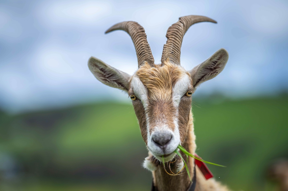 Scientists Trained AI to Detect Faces in Pain. In Goats.