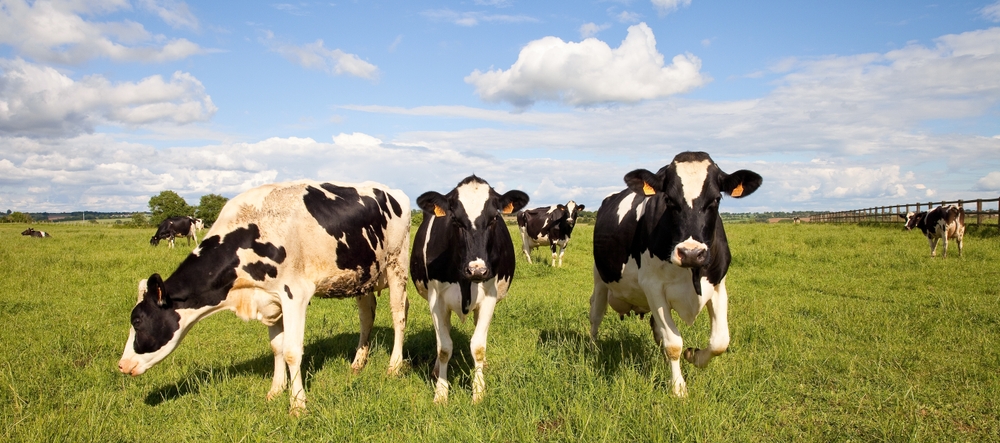 Dairy Heifer Inventories to Shrink Further Before Rebounding in 2027