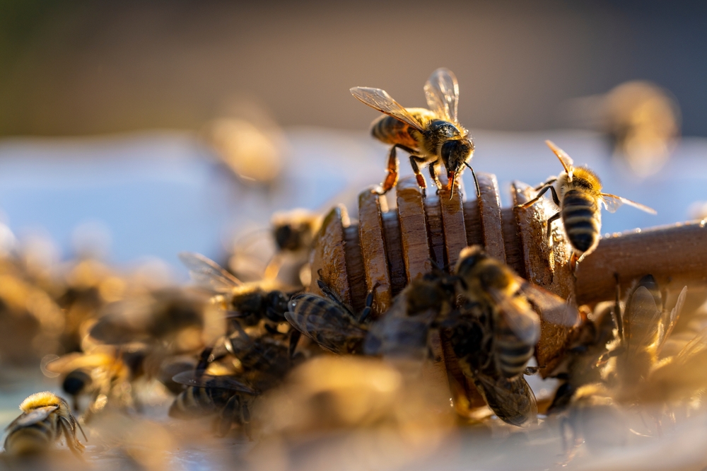 Clean Start How Robotic Beehives use AI to Protect Bees From Climate Change