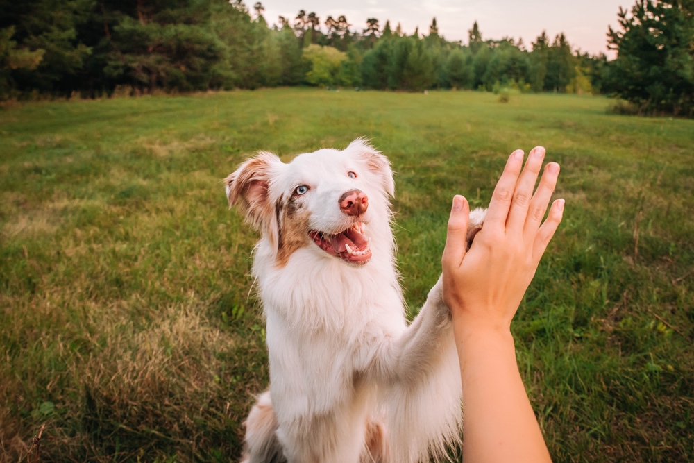 What Your Bond With Your Dog Says About Your Relationships With People