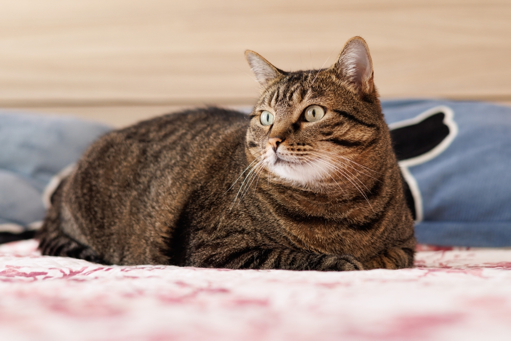 Royal Canin Renews Partnership with The University of Tennessee Veterinary Obesity Center