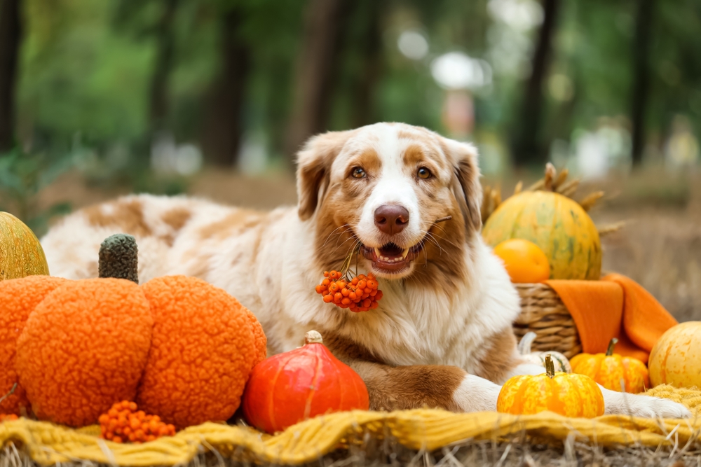 Veterinarians Beg Dog Owners to Stop Giving This Common Fall Treat