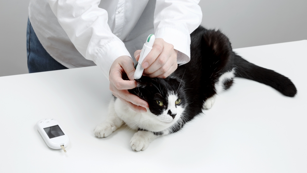 Now Available: 2026 AAHA Diabetes Management Guidelines for Cats