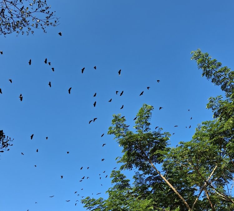 Male Bats Sing in the Rotor-Swept Zone of Wind Turbines, Potentially Raising Collision Risk