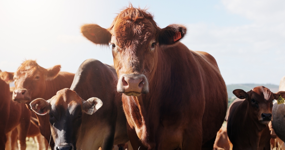 Preventing Anaplasmosis in Cattle