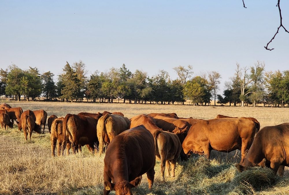 Nebraska’s Programs to Recruit Rural Veterinarians Are Off to a Slow Start