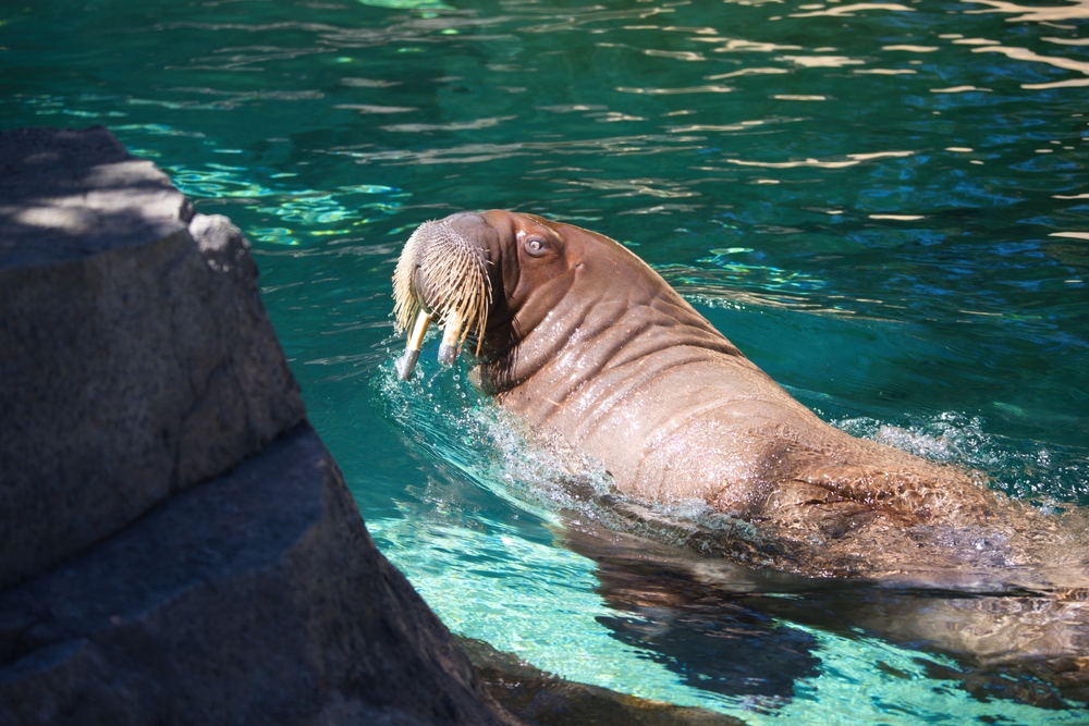 Lakina the Walrus Undergoes Eye Procedure