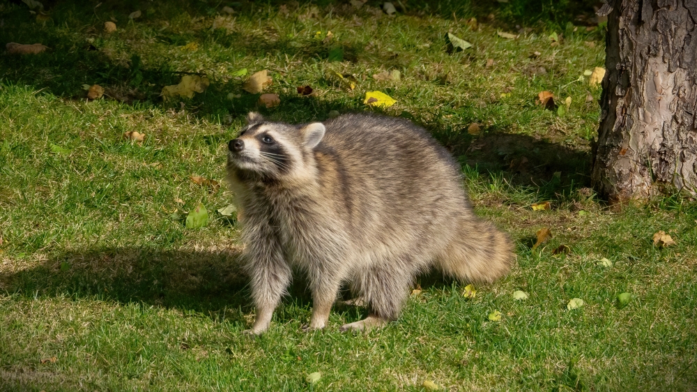 Raccoons,Seeking,Food,At,House,Backyard