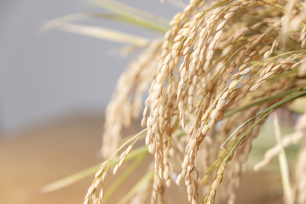 Hill’s Pet Announces Sustainably Grown Rice Collaboration for Riceland Carbon Ready Program