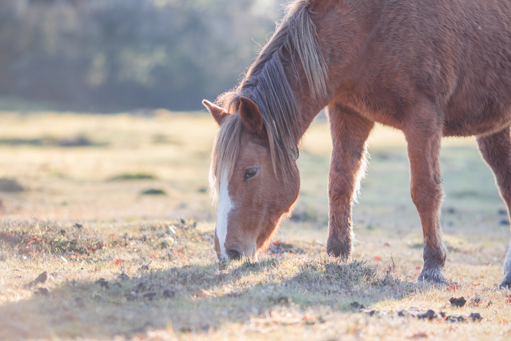 New Forest Ponies Die in Equine Flu Outbreak