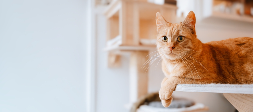 Another Raw Pet Food Brand Contaminated with Bird Flu Infects More Cats