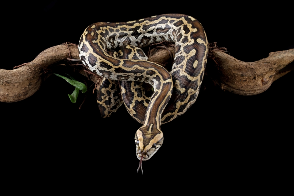Scientists Discover Burmese Pythons Have Never-Before-Seen Cells That Help Them Digest Entire Skeletons