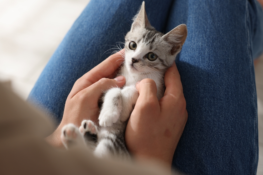 Research Suggests Earlier Kitten Neutering Does Not Affect Bodyweight in Later Life