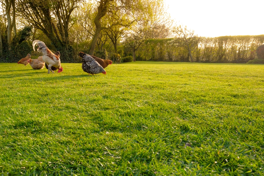 The Veterinary Care Shortage for Backyard Chickens