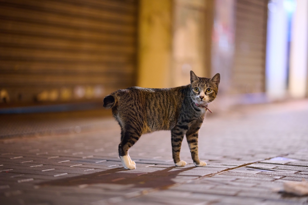 A,Closeup,Of,A,Brown,Tabby,Cat,Walking,Along,A