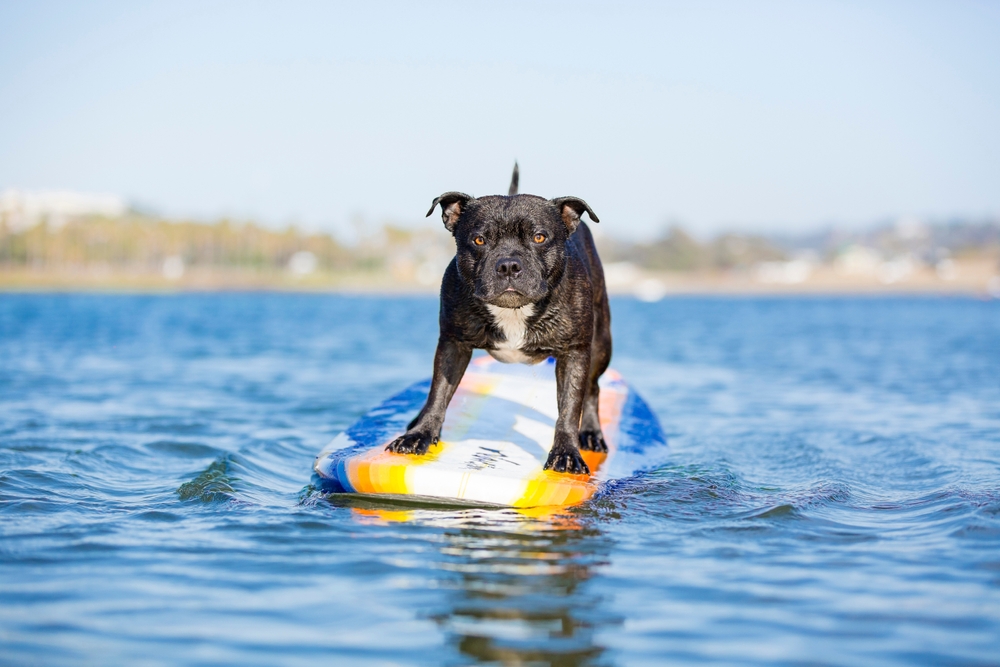 Pooches Ride Waves at World Dog Surfing Championships