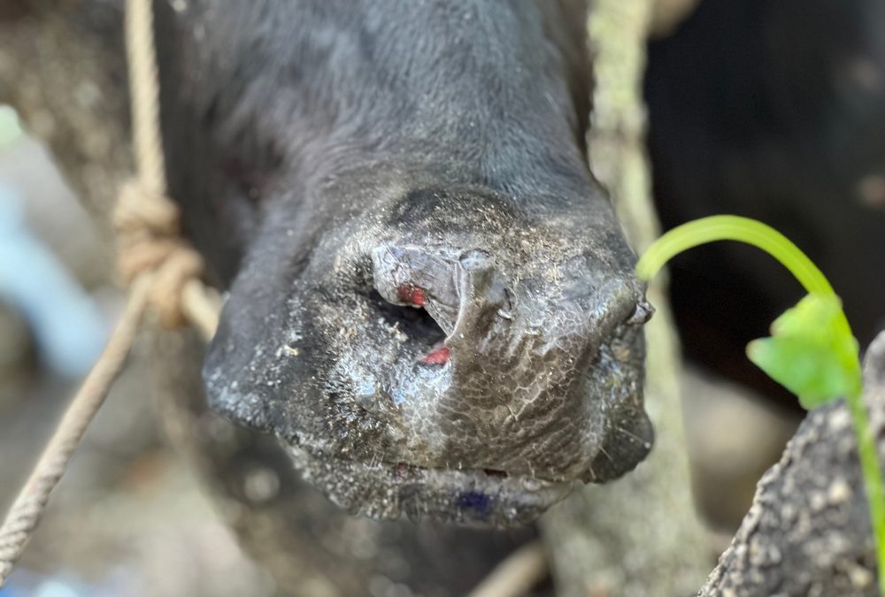 South African Farmers Count Mounting Losses as Foot-and-Mouth Disease Rages