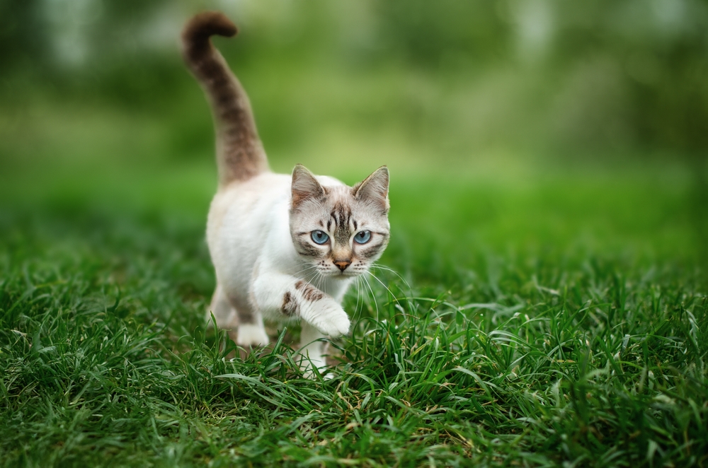 Study Demonstrates Effective Treatment for Deadly Cat Disease