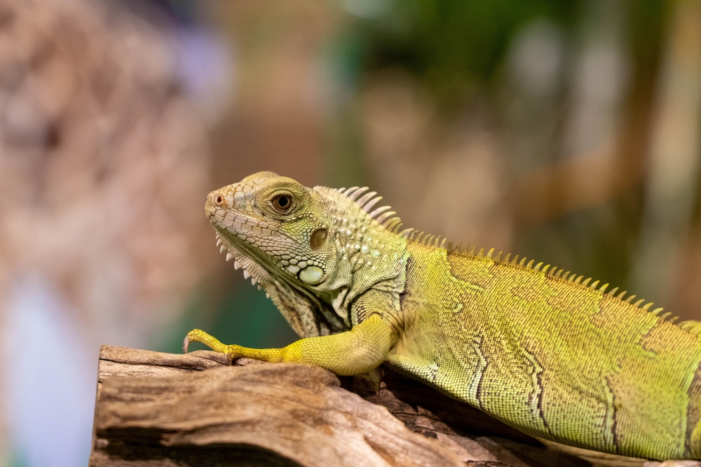 Woman Warns Pet Owners After Her 2 Dogs Contract Botulism From Dead Iguana