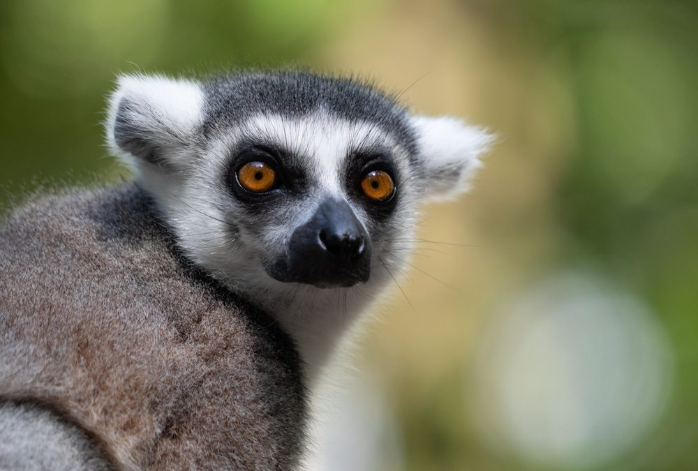 Vets Traced a Lemur’s Fatal Herpes Infection Back to a Yoga Class