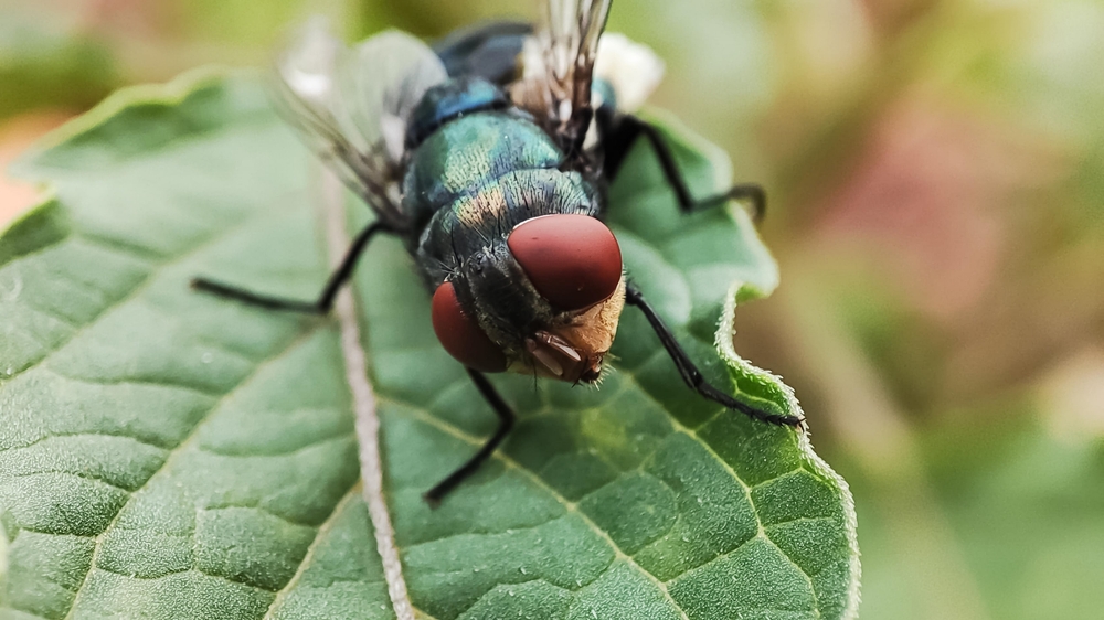 Chrysomya,Megacephala,,More,Commonly,Known,As,The,Oriental,Latrine,Fly