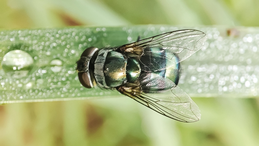 Texas Reports First Equine Infection of New World Screwworm on Ranch Horse