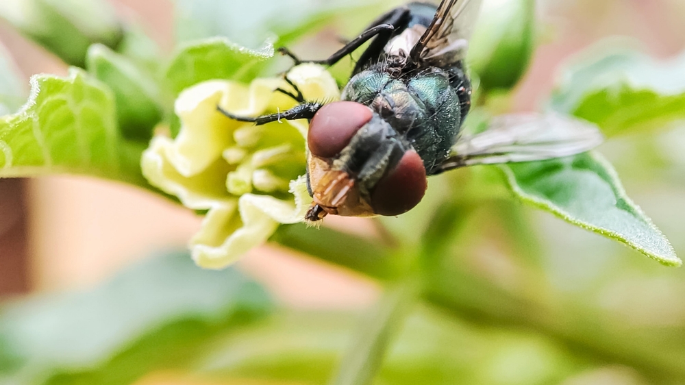 USDA Finds News Cases of a Flesh-Eating Cattle Parasite Called Screwworm